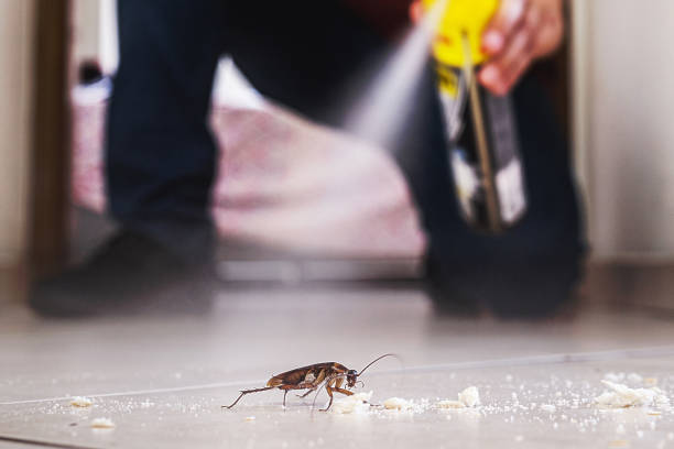 Trusted Chenoa, IL Pest Control Experts